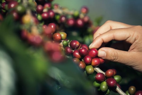 A Variação do Preço do Café ao Longo dos Anos